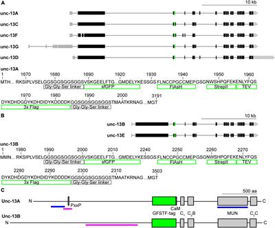 Endogenous tagging of Unc-13 reveals nanoscale reorganization at active zones during presynaptic homeostatic potentiation